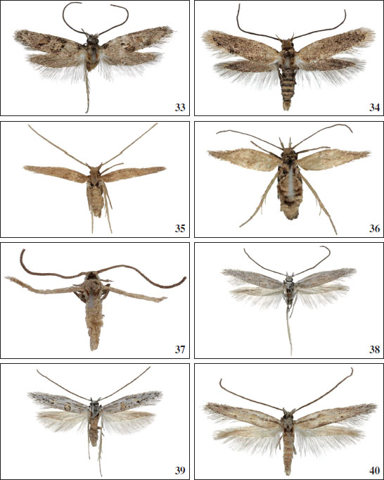 33.Chersogenes hermiguae Falck & Karsholt, sp. nov., ♂, La Gomera, 8.5 mm. 
											34.Chersogenes mercedella Falck & Karsholt, sp. nov., ♂, Tenerife, 8.5 mm. 
											35.Chersogenes duabusalis Falck & Karsholt, sp. nov., ♂, Fuerteventura, 8 mm. 
											36.Chersogenes duabusalis Falck & Karsholt, sp. nov., ♀, Fuerteventura, 7 mm. 
											37.Chersogenes aguiari Falck & Karsholt, sp. nov., ♂, Salvagem Grande, 5 mm. 
											38.Chersogenes klimeschi (
											Gozmány, 1975), ♂, Gran Canaria, 12 mm. 
											39.Chersogenes klimeschi (
											Gozmány, 1975), ♂, Gran Canaria, 10.5 mm. 
											40.Chersogenes klimeschi (
											Gozmány, 1975), ♂, Tenerife, 10.5 mm.
										