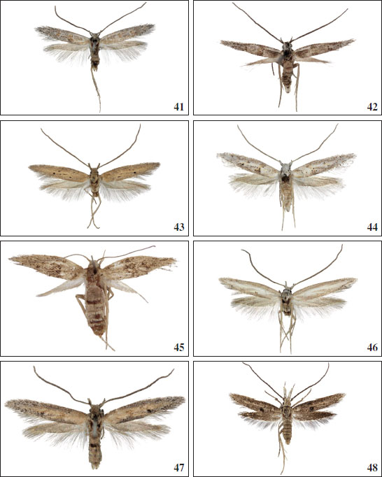 41.Chersogenes klimeschi (
													Gozmány, 1975), ♂, La Gomera, 9 mm. 
													42.Chersogenes brachyptera (
													Walsingham, 1908), ♂, Tenerife, 7.5 mm. 
													43.Chersogenes coxi Falck & Karsholt, sp. nov., ♂, Fuerteventura, 11 mm. 
													44.Chersogenes coxi Falck & Karsholt, sp. nov., ♂, Fuerteventura, 10 mm. 
													45.Chersogenes coxi Falck & Karsholt, sp. nov., ♀, Fuerteventura, 10 mm. 
													46.Chersogenes lanzarotae Falck & Karsholt, sp. nov., ♂, Lanzarote, 11.5 mm. 
													47.Chersogenes lanzarotae Falck & Karsholt, sp. nov., ♂, Lanzarote, 10.5 mm. 
													48.Chersogenes victimella (
													Walsingham, 1908), ♂, Tenerife, 12 mm.
												