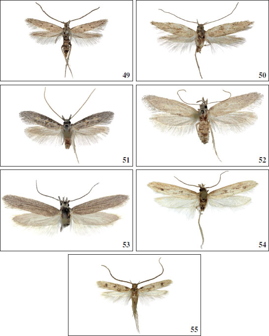 49.Chersogenes fuerteventurae Falck & Karsholt, sp. nov., ♂, Fuerteventura, 8.5 mm. 
															50.Chersogenes fuerteventurae Falck & Karsholt, sp. nov., ♀, Fuerteventura, 10.5 mm. 
															51.Chersogenes indistincta Falck & Karsholt, sp. nov., ♂, Fuerteventura, 12.5 mm. 
															52.Chersogenes indistincta Falck & Karsholt, sp. nov., ♀, Fuerteventura, 15.5 mm. 
															53.Turatia iranicaGozmány, 2000, ♂, Fuerteventura, 16.5 mm. 
															54.Hesperesta hartigi (Turati, 1934), ♂, Fuerteventura, 14 mm. 
															55.Oecia oecophila (Staudinger, 1876), ♂, Gran Canaria, 11 mm.
														