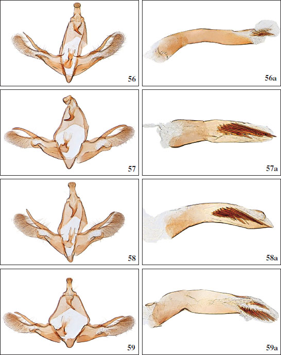 56.Chersogenes variabilis Falck & Karsholt, sp. nov., ♂, Gran Canaria, GP3693PF. 
									56a.Chersogenes variabilis Falck & Karsholt, sp. nov., phallus, GP3693PF. 
									57.Chersogenes sophroniellus (
									Rebel, 1894), ♂, Gran Canaria, GP3698PF. 
									57a. Phallus, GP3698PF. 
									58.Chersogenes pseudocanariensis Falck & Karsholt, sp. nov., ♂, Gran Canaria, GP3707PF. 
									58a. Phallus, GP3707PF. 
									59.Chersogenes canariensis (
									Rebel, 1906), ♂, Tenerife, GP3700PF. 
									59a. Phallus, GP3700PF.
								