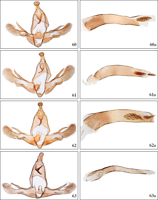 60.Chersogenes subextricata Falck & Karsholt, sp. nov., ♂, Tenerife, GP2535PF. 
											60a.Chersogenes subextricata Falck & Karsholt, sp. nov., phallus, GP2865PF. 
											61.Chersogenes extricata (
											Gozmány, 1964), ♂, Gran Canaria, GP2819PF. 
											61a. Phallus, GP2819PF. 
											62.Chersogenes gomerae Falck & Karsholt, sp. nov., ♂, La Gomera, GP3705PF. 
											62a. Phallus, GP3653PF. 
											63.Chersogenes nigra Falck & Karsholt, sp. nov., ♂, Gran Canaria, GP3727PF. 
											63a. Phallus, GP3727PF.
										