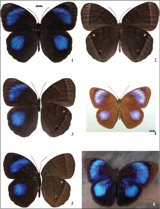 1-2.Thaumantis hainana libodiores Lang & Wang, ssp. nov., holotype, ♂, Guizhou, Libo, CMNH. 
							3. ditto, paratype, ♂, Guizhou, Libo, LSY. 
							4.Thaumantis hainana hainana (Crowley), type of 
							Nandogea hainana Crowley, ♂, Hainan, NHM. 
							5.Thaumantis diores diores Doubleday, ♂, Tibet, Medog, IZCAS. 
							6. ditto, 1, Yunnan, Mengla, LSY.
						
