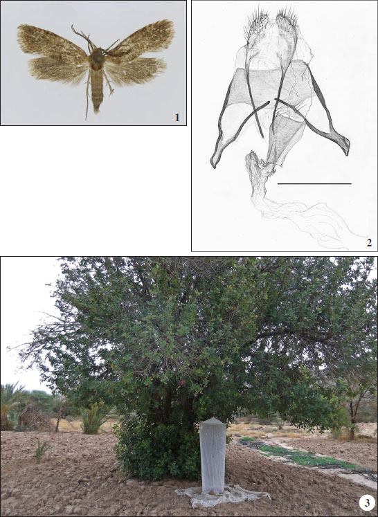1. 
							Meharia ouanou Sobczyk & Yakovlev, sp. nov., holotype female. 
							2. 
							Meharia ouanau Sobczyk & Yakovlev, sp. nov., female genitalia. 
							3. Type locality, Morocco, Tata, 28-VII-2011 (photo R. Bläsius).
						