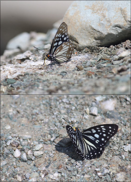 1.Hestina persimilis (Westwood, [1850]) underwing. 
						2. Openwing.
					