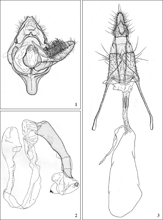 Azamora species. 
						1-3.A. sororia, male and female genitalia.
					