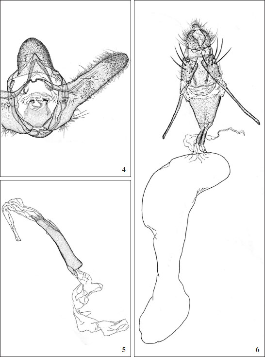 Azamora penicillana, male and female genitalia.
							