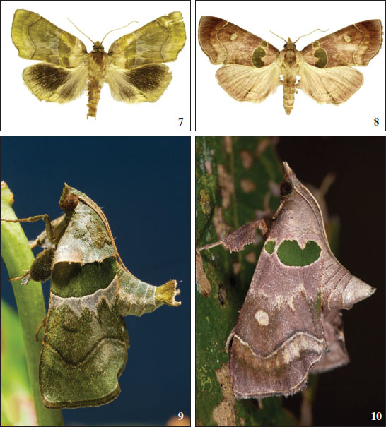 Azamora sororia, adults: 
							7, 9. males, Brazil. 
							8, 10. females, Brazil.
						
