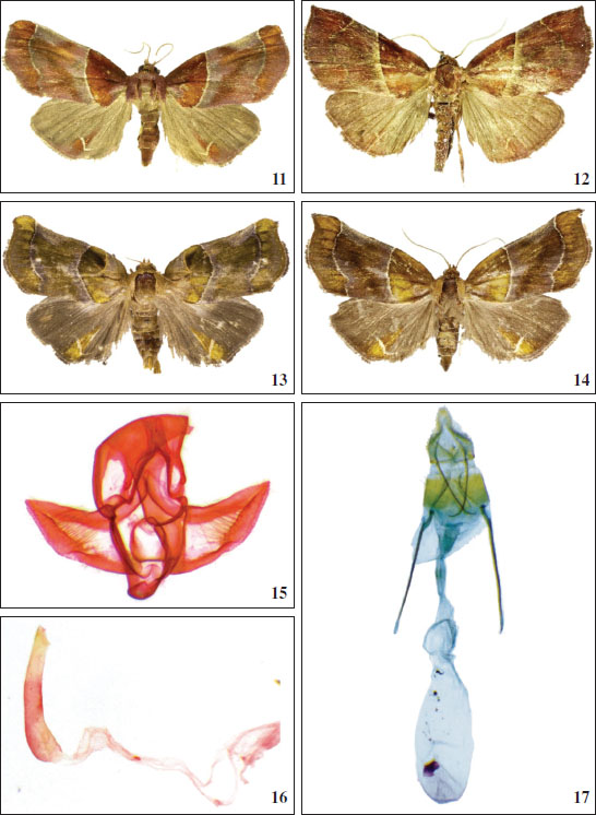 11-12.Azamora penicillana: 
									11. male, Brazil. 
									12. female, Brazil. 
									13-17.A. flammeana: 
									13. male, Brazil. 
									14. female, Brazil. 
									15, 16. male genitalia, Brazil. 
									17. female, Brazil.
								