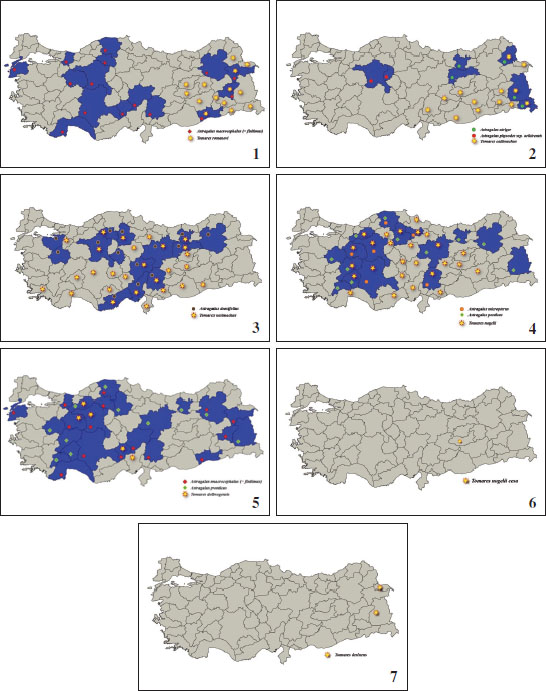 Distribution maps of the genus 
						Tomares and of host plants of the genus 
						Astragalus species. 
						1. Distribution maps of 
						T. romanovi and 
						Astragalus spp. 
						2. Distribution maps of 
						T. callimachus and 
						Astragalus spp. 
						3. Distribution maps of 
						T. (nogelii) nesimachus and 
						Astragalus spp. 
						4. Distribution maps of 
						T. (nogelii) nogelii and 
						Astragalus spp. 
						5. Distribution maps of 
						T. (nogelii) dobrogensis and 
						Astragalus spp. 
						6. Distribution maps of 
						T. (nogelii) cesa.7. Distribution maps of 
						T. desinens.