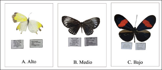 Representación del nivel de deterioro de los especímenes de Papilionoidea registrados en el MENT-UT.