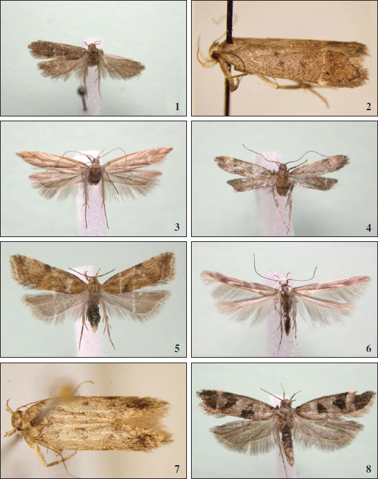 1.Anacampsis timidella (Donnici, Cosenza) wingspan 17 mm. 
							2.Anacampsis scintillella (Trecchina, Potenza) wingspan 12 mm. 
							3.Dichomeris acuminatus (Rende, Cosenza) wingspan 14 mm. 
							4.Dichomeris alacella (San Ferdinando, Reggio Calabria), wingspan 11 mm. 
							5.Brachmia blandella (Orsomarso, Cosenza), wingspan 12 mm. 
							6.Palumbina guerinii (Trecchina, Potenza). 
							7.Bryotropha italica (Trecchina, Potenza), wingspan 13 mm. 
							8.Mirificarma maculatella (Marcellinara, Catanzaro), wingspan 18 mm.
						