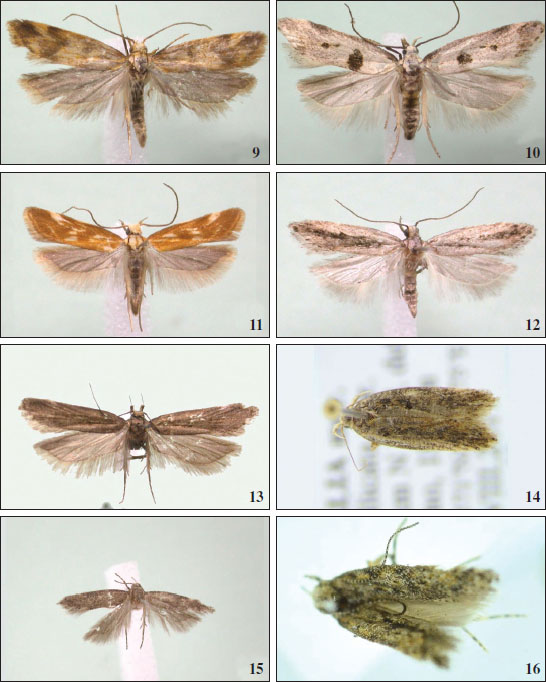 9.Mirificarma flavella (Marcellinara, Catanzaro), wingspan 16 mm 
									10.Mirificarma cytisella (Aprigliano, Cosenza) wingspan 17 mm. 
									11.Mirificarma eburnella (Rende, Cosenza), wingspan 12 mm. 
									12.Mirificarma mulinella (Sellia, Catanzaro), wingspan 14 mm. 
									13.Aroga pascuicola (San Giovanni in Fiore, Cosenza), wingspan 18 mm. 
									14.Chionodes distinctella (Lagonegro, Potenza), wingspan 16 mm. 
									15.Scrobipalpa acuminatella (Spezzano della Sila, Cosenza), wingspan 9 mm. 
									16.Tuta absoluta (Orsomarso, Cosenza) wingspan 10 mm.
								