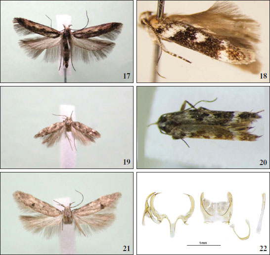 17.Cosmardia moritzella (Spezzano della Sila, Cosenza), wingspan 16 mm. 
										18.Caryocolum tischeriella (Spezzano della Sila, Cosenza), wingspan 13 mm. 
										19.Caryocolum leucomelanella (Longobucco, Cosenza), wingspan 9 mm. 
										20.Caryocolum herwigvanstaai (Castrovillari, Cosenza), wingspan 11 mm. 
										21.Teleiodes italica (Saracena, Cosenza), wingspan 12 mm. 
										22. Male genitalia of 
										Aroga pascuicola (San Giovanni in Fiore, Cosenza), microscope slide: CREA-0248.
									