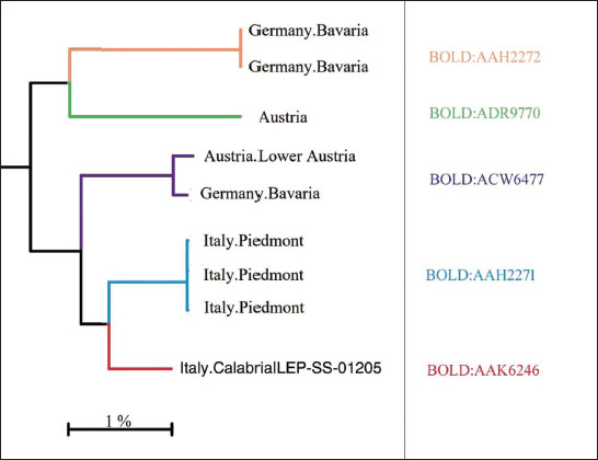Neighbor-joining tree generated by the identification engine of BOLD for the successfully barcoded Calabrian specimen of 
									Mirificarma cytisella (BOLD ID: LEP-SS-01205) and some supposedly conspecific specimens from other parts of Europe. BINs (BOLD:xxx) were also reported with the same color of tree branches.
								