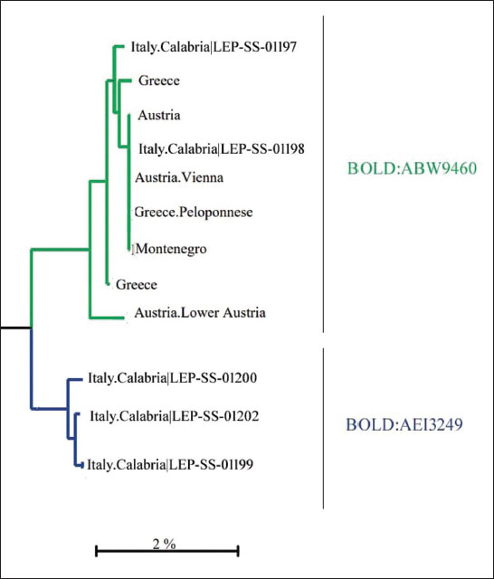 Neighbor-joining tree generated by the identification engine of BOLD for the successfully barcoded Calabrian specimens of 
										Mirificarma eburnella (BOLD ID: LEP-SS-01200, LEP-SS-01202, LEP-SS-01199, LEP-SS-01198) and some supposedly conspecific specimens from other parts of Europe. BINs (BOLD:xxx) were also reported with the same color of tree branches.
									