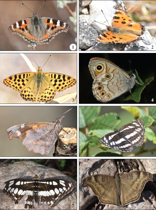  Rhopalocera of Majathal wildlife sanctuary. 
								1.Aglais caschmirensis aesis.2.Nymphalis xanthomelas3.Issoria lathonia.4.Lasiommata schakra.5.Libythea lepita.6.Neptis hylas.7.Athyma perius.8.Junonia iphita.