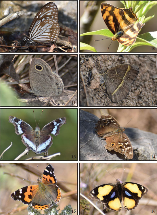9.Parantica aglea.10.Symbrenthia lilaea.11.Ypthima avanta.12.Telinga Lepcha.13.Kaniska canace.14.Junonia lemonias.15.Vanessa indica.16.Junonia hierta.
