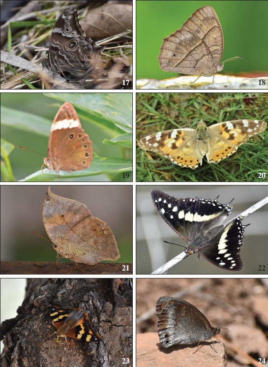 17.Lethe rohria.18.Mycalesis mineus.19.Lethe verma.20.Vanessa cardui.21.Kallima inachus.22.Charaxes solon.23.Dilipa morgiana.24.Callerebia annada.