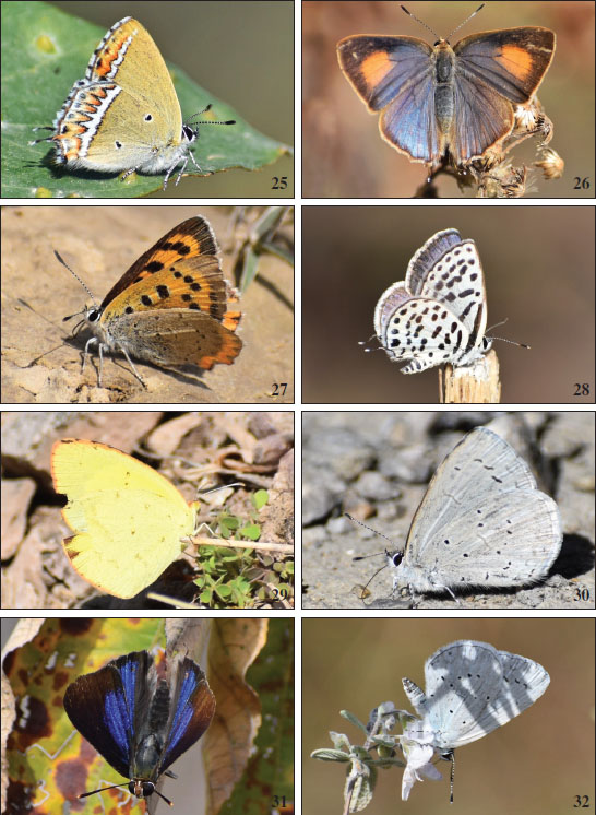 25.Heliophorus sena.26.Rapala nissa.27.Lycaena phlaeas.28.Tarucus callinara.29.Everes huegelii.30.Celastrina huegeli. 
											31.Iraota timoleon.32.Celastrina argiolus.