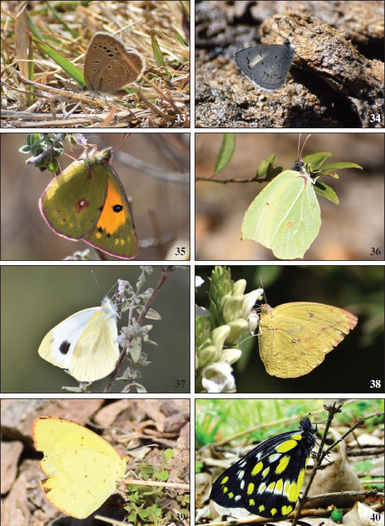 33.Pseudozizeeria maha.34.Celatoxia marginata.35.Colias fieldii.36.Gonepteryx rhamni.37.Pieris brassicae.38.Catopsilia Pomona.39.Eurema brigitta.40.Delias belladonna.
