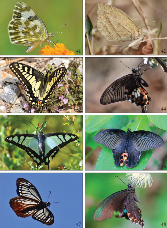 41.Pontia daplidice.42.Eurema laeta.43.Papilio machaon.44.Papilio polytes.45.Graphium cloanthus.46.Papilio protenor.47.Papilio agestor.48.Papilio polyctor.
