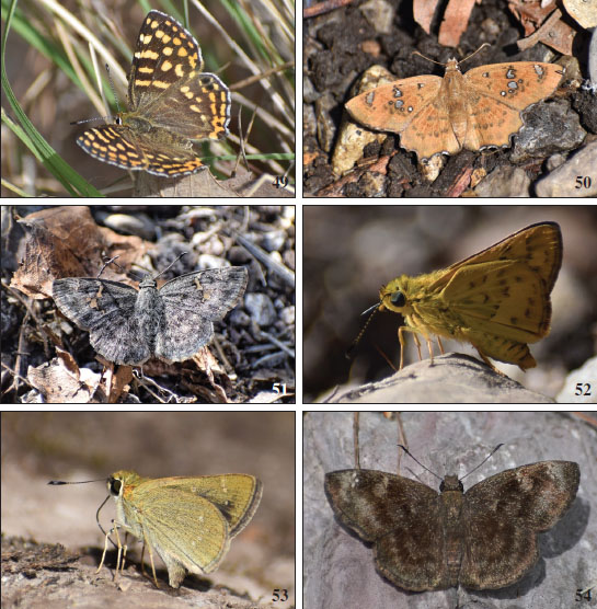 49.Caprona agama.50.Sarangesa purendra.51.Potanthus sp.52.Parnara sp.53.Sarangesa dasahara.54.Dodona durga.