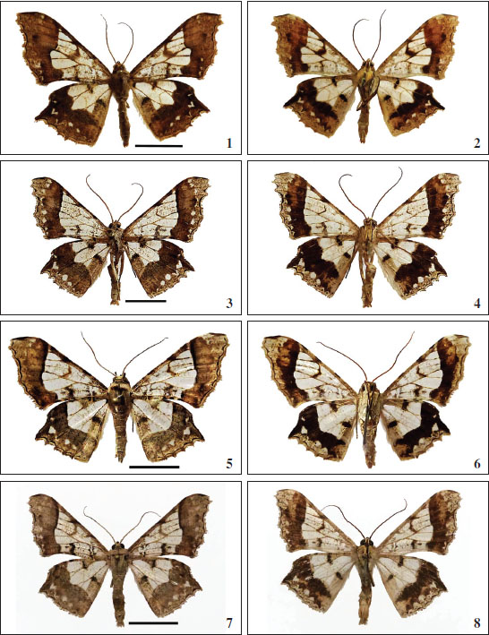 Adultos 1-2.Krananda semihyalinaMoore, 1867, ♂. 
						1. Anverso. 
						2. Reverso (Nepal). 
						3-4Krananda vitrariaFelder & Rogenhofer, 1875, ♂. 
						3. Anverso. 
						4. Reverso (oeste de la Isla de Java). 
						5-6.Krananda sulawesia Expósito, sp. nov., holotipo ♂. 
						5. Anverso. 
						6. Reverso. 
						7-8.Krananda palawana Expósito, sp. nov., paratipo ♂. 
						7. Anverso. 
						8. Reverso.
					