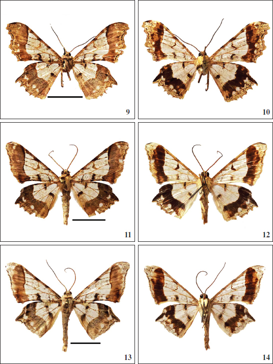 Adultos. 
										9-10.Krananda apoa Expósito, sp. nov., holotipo ♂. 
										9. Anverso. 
										10. Reverso. 
										11-12Krananda fernandezi Expósito, sp. nov., paratipo ♂. 
										11. Anverso. 
										12. Reverso (Isla de Leyte). 
										13-14Krananda extranotataProut, 1926 ♂. 
										13. Anverso. 
										14. Reverso (N. E. Sorong). (Trazo horizontal de 1 cm).
									