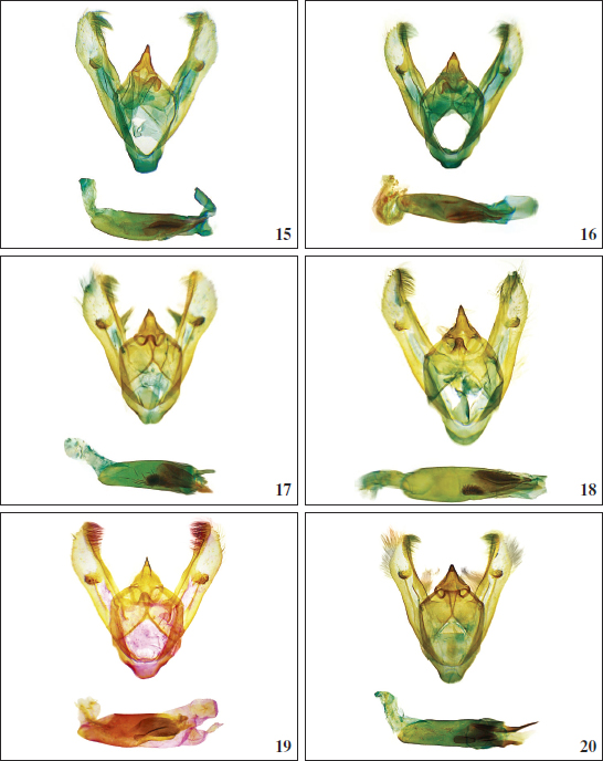 Machos genitalias. 15.Krananda semihyalinaMoore, 1867, genitalia ♂ AEH 3472 (Myanmar). 
							16.Krananda vitrariaFelder & Rogenhofer, 1875, stat. rev., genitalia ♂ AEH 3471 (oeste de la isla de Java). 
							17.Krananda sulawesia Expósito, sp. nov., holotipo genitalia ♂ AEH 3475. 
							18.Krananda palawana Expósito, sp. nov., holotipo genitalia ♂ AEH 3478. 
							19.Krananda apoa Expósito, sp. nov., holotipo genitalia ♂ AEH 3456. 
							20.Krananda fernandezi Expósito, sp. nov., holotipo genitalia ♂ AEH 3473 Isla de Negros.
						