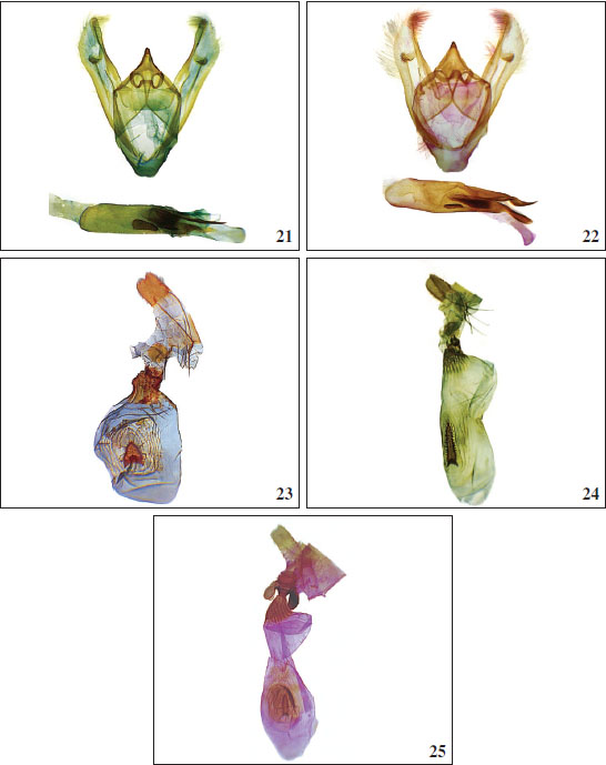 Machos y hembras genitálias. 21.Krananda fernandezi Expósito, sp. nov., paratipo genitalia ♂ AEH 3476 Isla de Panay. 
								22.Krananda extranotataProut, 1926, genitalia ♂ AEH 3457 (Montañas de Arfak). 
								23.Krananda semihyalinaMoore, 1867, genitalia ♀ AEH 3469 (Myanmar). 
								24.Krananda vitrariaFelder & Rogenhofer, 1875, stat. rev., genitalia ♀ AEH 3479 (este de la Isla de Java). 
								25.Krananda extranotataProut, 1926 genitalia ♀ AEH 3455 (Isla de Waigeo).
							