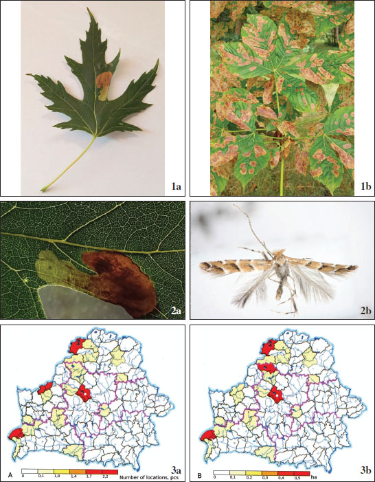 1. Damaged leaf blade of 
						Acer saccharinum (Brest, 18-VIII-2021) (A), damaged leaf blades of 
						Aesculus hippocastanum (Brest, 25-VI-2021) (B). 
						2. A mine on the leaf blade of a silver maple, in which the caterpillar of horse-chestnut leaf miner developed (A), hatched moth (Brest, 18-VIII-2021; emergence date: 22-VIII-2021) (B). 
						3. Spatial distribution of the number of populations (A) and occupied area (B) of 
						Acer saccharinum by administrative regions of Belarus (
						Maslovsky et al. 2019)
					