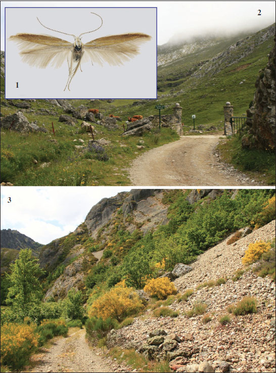 1.Coleophora cantabrica Baldizzone, sp. nov., holotype (photo P. G. Varalda). 
								2. Portillas del Boquej&oacute;n (photo T. Mayr). 
								3. Portilla de la Reina (photo T. Mayr).
							