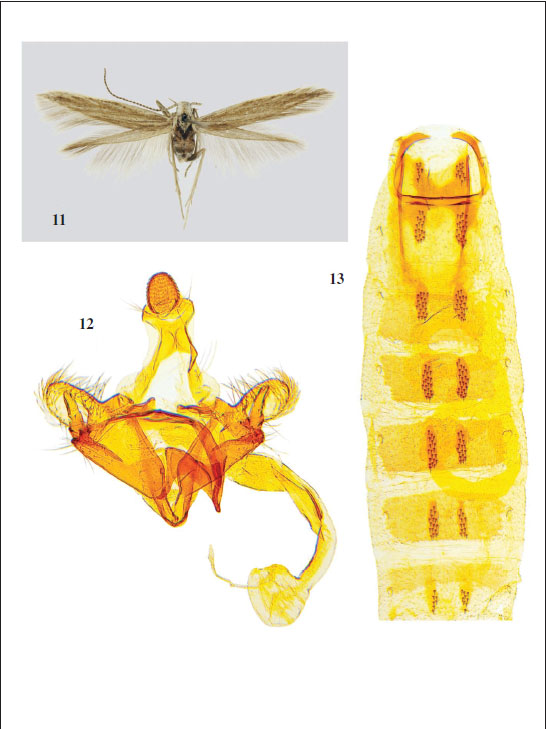 11.C. repentisKlimesch, 1947, male, Spain, Arag&oacute;n, Valle de Acumuer, surroundings of Larr&eacute;s, 920 m, bed of R&iacute;o Aur&iacute;n, 23-VII-2006, T. Mayr leg. (photo P. G. Varalda). 
										12. Male genitalia (GP Bldz 17641). 
										13. Abdomen.
									