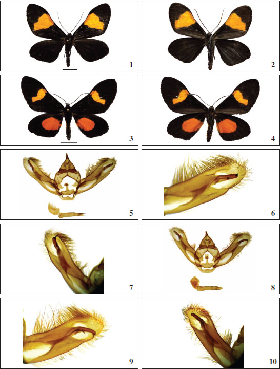 1-2, 5-7.Bordeta sarae Expósito, sp. nov., holotipo ♂. 
							1. Anverso. 
							2. Reverso. 
							5. Genitalia ♂. Holotipo 
							6-7. Parte distal de las valvas, preparación AEH 3459. 
							3-4, 8-10.Bordeta quadriplagiata halmaherae Expósito, ssp. nov. 
							3. Anverso. 
							4. Reverso. 
							8. Genitalia 1. Holotipo 
							9-10. Parte distal de las valvas, preparación AEH 3458 (Trazo horizontal de 1 cm).
						