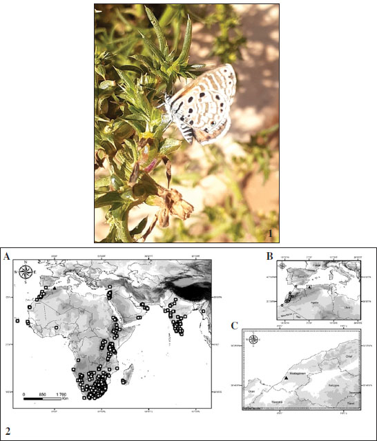 Azanus jesous (Stoll) observed on 
						Salsola kali in Algeria. Photos by W. Soukkou. 
						2. Distribution Map. 
						A. Worldwide distribution. 
						B. distribution in North Africa. 
						C. its position in Mostaganem (Algeria). Squares represent occurrences from GBIF, the triangle represents the observation point in Algeria. (
						GBIF.org) 
						https://doi.org/10.15468/dl.6putxg.
					