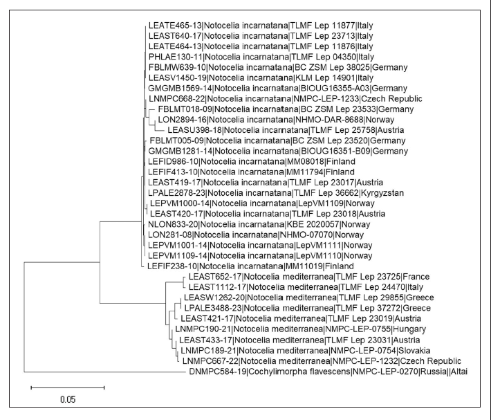 Neighbor-joining tree of Notocelia species created from public records in BOLD, with Cochylimorpha flavescensŠumpich &Budashkin, 2021 as outgroup. Source: Barcode of Life Database, cf. Ratnasinghamand Hebert 2007).