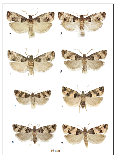Notocelia incarnatana (Hübner, [1800]), adults.2-5. Males. 2. Slovakia. 3-5. Czech Republic. 6-9. Females, Czech Republic. (4 barcoded).