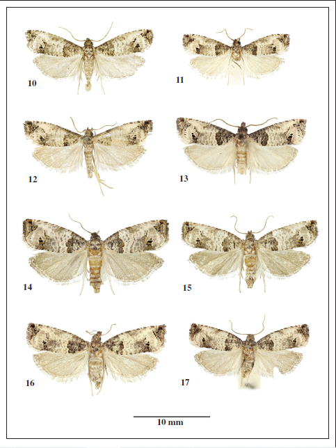 Notocelia mediterranea (Obraztsov, 1952), adults. 10-13. Males. 10. Czech Republic. 11. Slovakia. 12. Spain. 13. Croatia. 14-17. Females. 14-15. Czech Republic. 16. Hungary. 17. Croatia. (9, 10 barcoded).
