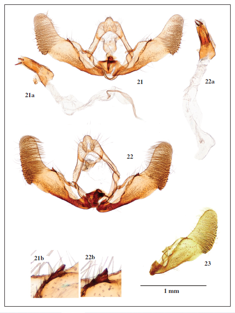 Male genitalia of Notocelia mediterranea(Obraztsov, 1952). 21. Slovakia, gen. prep. 202711 JŠ. 22. Czech Republic, gen. prep. 20031 JŠ. 23. France, gen. prep. 37439 JN. (a. aedeagus; b. detail of valvae protuberance).