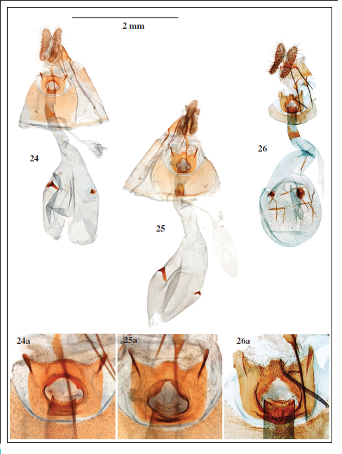 Female genitalia. 24.Notocelia incarnatana(Hübner, [1800]), Czech Republic (gen. prep. 23053 JŠ). 25-26.Notocelia mediterranea (Obraztsov, 1952). 25. Hungary (gen. prep. 23052 JŠ). 26. France (gen. prep. GF140817 TV). (a. detail of sterigma and ostium).