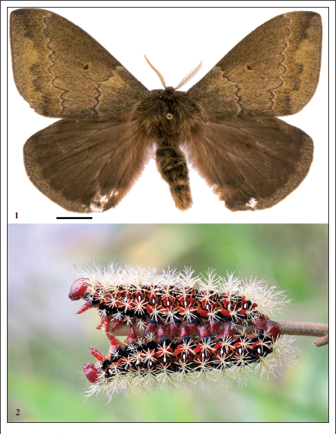 Dirphia sombrero. 1. Adult male, São José do Barreiro, São Paulo, Brazil. 2. Last instar larvae, Intervales Biological Station, Ribeiro Grande, São Paulo, Brazil.