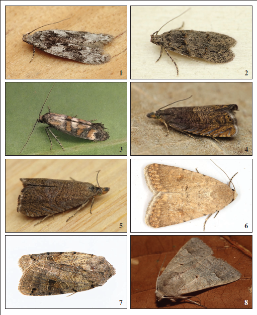 Figures 1-8.Carpatolechia notatella (Hübner, 1813), Lama Grande, Bragança (J. Nunes). 2.Istrianis arenicolella (Caradja, 1920), Quinta do Marim, Olhão (J. Nunes). 3.Epermenia pontificella (Hübner, 1796), Segura, Idanha-a-Nova (J. Teixeira). 4.Dichrorampha aeratana (Pierce & Metcalfe, 1915), Folhada, Marco do Canaveses (J. Nunes). 5.Dichrorampha baixerasana Trematerra, 1991, Salselas, Macedo de Cavaleiros (J. Nunes). 6.Caradrina flava Oberthür, 1876, Trafaria, Almada (J. Fabião). 7.Agrochola litura (Linnaeus, 1758, Meixedo, Bragança (A. Fernandes). 8.Ammoconia caecimacula (Denis & Schiffermüller, 1775), Gondesende, Bragança (T. Valkenburg).