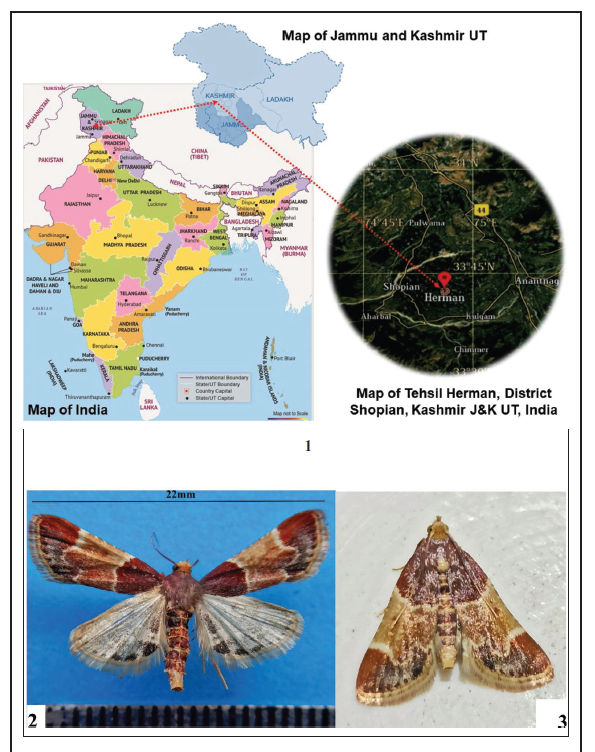 1.Map of Shopian District showing location of collection site. (Source: Google maps). 2-3.Pyralis farinalis L. 2.Mounted adult male. 3.Adult male in the field. 4. Male genitalia including whole body and phallus in ventral and lateral views, respectively. 5. Distribution of Pyralis farinalis L. and present study marked red (Source: GeoCAT/GBIF).