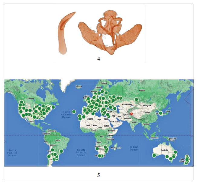 4. Male genitalia including whole body and phallus in ventral and lateral views, respectively. 5. Distribution of Pyralis farinalis L. and present study marked red (Source: GeoCAT/GBIF).