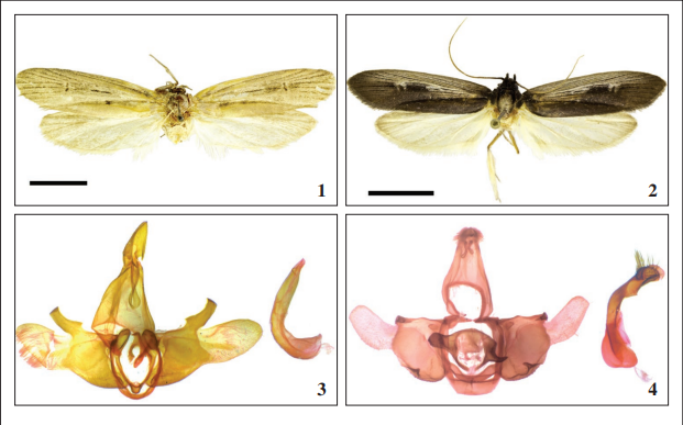 Macrocirca.1-2. Adult males. 3-4. Male genitalia. 1. M. strabo, Argentina. 2. M. moseri, holotype, Brazil. 3. M. strabo, ventral view; aedeagus, lateral view. 4. M. moseri, holotype, ventral view; aedeagus lateral view.