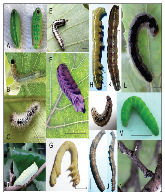 Larval stages of the various Lepidoptera (A-N) collected in this study (naming after BLASTn analysis and phylogenetic closeness). A. Satyrium sp. B. Tortrix viridana. C. Euproctis sp. D. Bena bicolorana. E. Dicycla oo. F. Quercusia quercus. G. Erannis ankeraria. H. Amphipyra pyramidea. I. Pammene sp. J. Catocala sp. K. Orthosia cruda. L. Eriogaster sp. M. Aporophyla nigra. N. Apocheima sp. Size bar is equal to 1 cm.