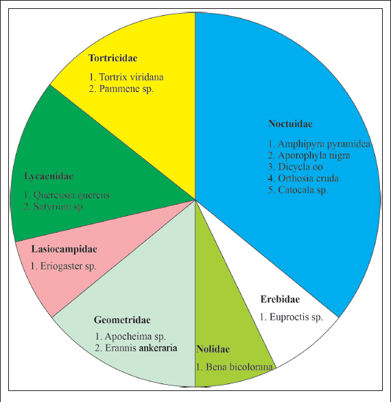 Relative proportions of the Lepidopteran taxa (superfamily, family, genera, and species) identified in caterpillar communities feeding on Quercus brantii, in western Iran.