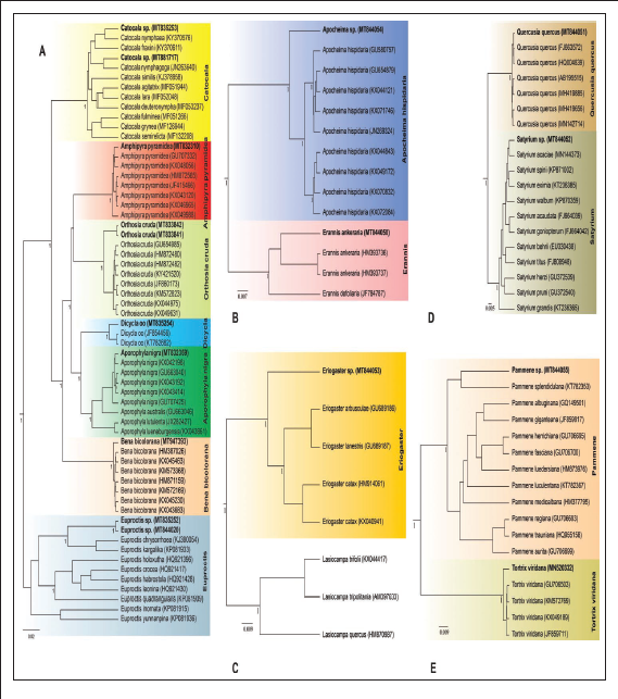 Phylogenetic relationships among Lepidoptera in the Zagros forests of Lorestan province derived from the Bayesian inference (BI) generated based on analysis of partial COI sequences; Numbers below each node show posterior probability value (10 million reiterations). Taxon labels give the species name followed by GenBank accession numbers in parentheses. The taxon sequenced in the present study is highlighted in bold. The clades are well marked with color boxes according to superfamily or families including Noctuoidea containing Erebidae, Noctuidae, Nolidae (A), Geometridae (B), Lasiocampidae (C), Lycaenidae (D), Tortricidae (E).