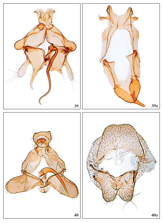 39.Scythris rupemella Falck, sp. nov., ♂, GP3419PF. 39a. Segment VIII, GP3413PF. 40.Scythris guimarensisBengtsson, 1997, ♂, GP3744PF. 40a. Segment VIII, GP3798PF.