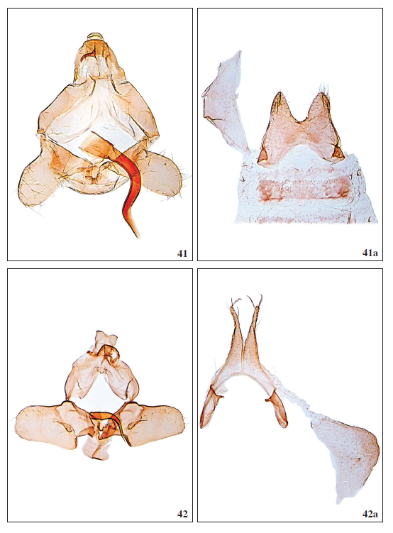 41.Scythris linealbella Falck, sp. nov., ♂, GP3019PF. 41a. Segment VIII, GP3019PF. 42.Scythris solisella Falck, sp. nov., ♂, GP3076PF. 42a. Segment VIII, GP3076PF.